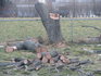 bucked cherry.jpg